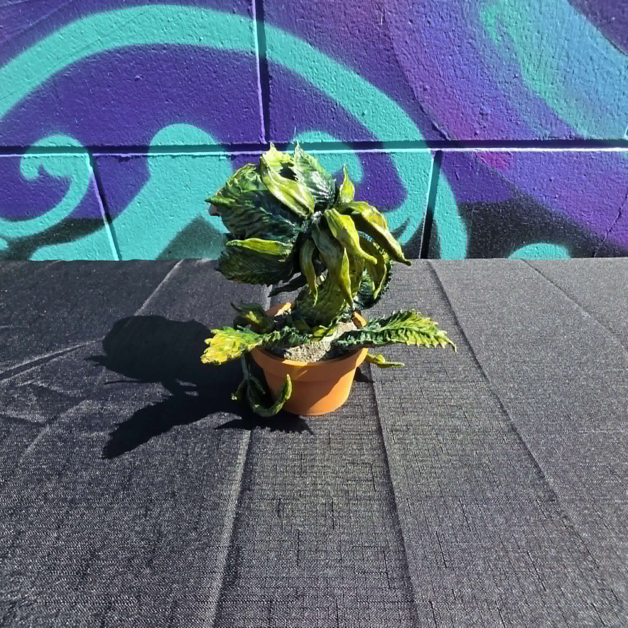 Mini Audrey II